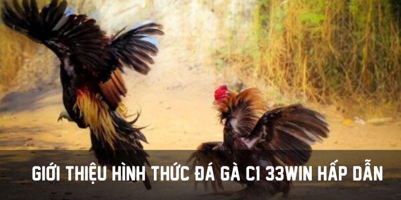 Đá Gà C1 33win - Giải Mã Sức Hút Của Tựa Game Hấp Dẫn 2 Giới thiệu hình thức đá gà C1 33win hấp dẫn